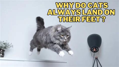 How much money does a 100k view YouTube video make, and why do cats always land on their feet?