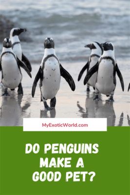 How to Film a Video: Why Penguins Make Great Camera Operators