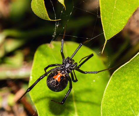 Show Me a Picture of a Black Widow Spider: A Journey into the Web of Curiosity and Chaos