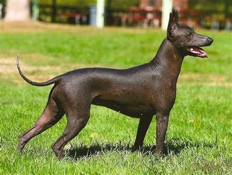  Tháp Xoloitzcuintli – Nơi Tôn Vinh Chó Thánh & Bí Ẩn Cổ Đại!